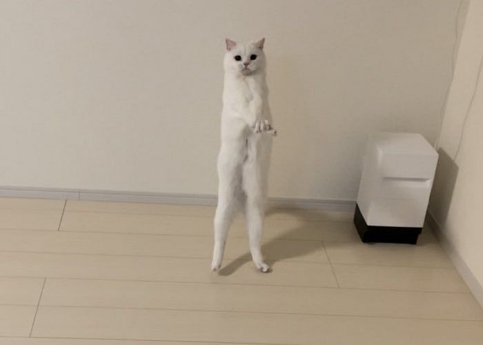 애니멀플래닛