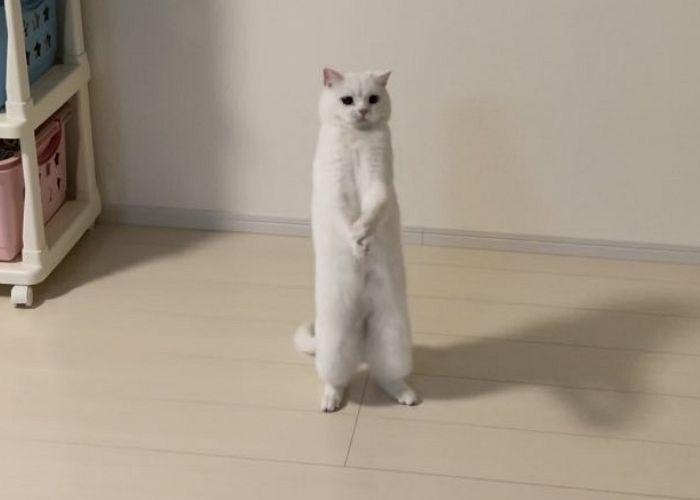 애니멀플래닛