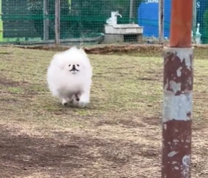애니멀플래닛