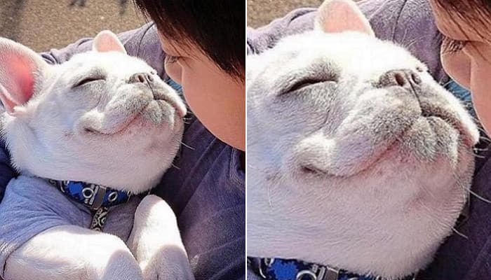 애니멀플래닛