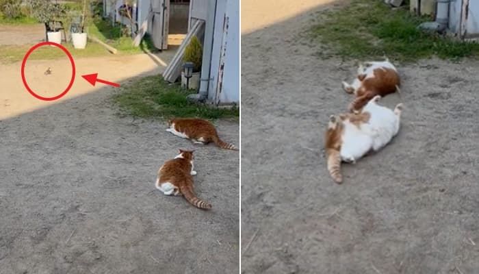 애니멀플래닛