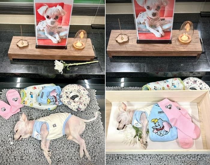 애니멀플래닛