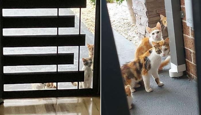 애니멀플래닛