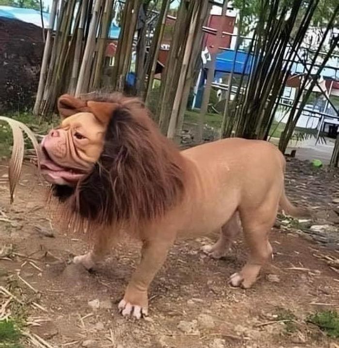 애니멀플래닛