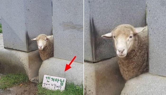 애니멀플래닛