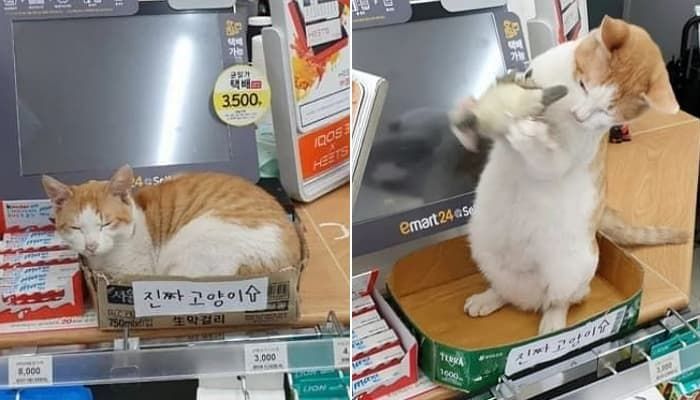 애니멀플래닛