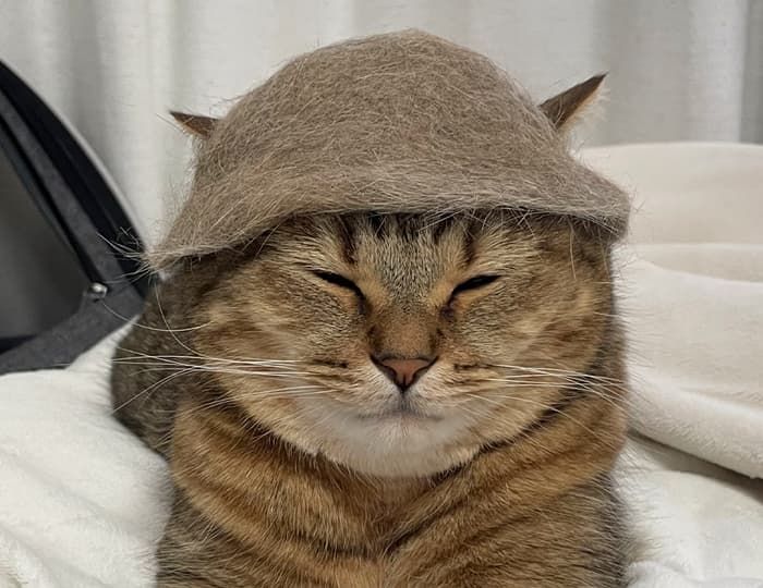 애니멀플래닛
