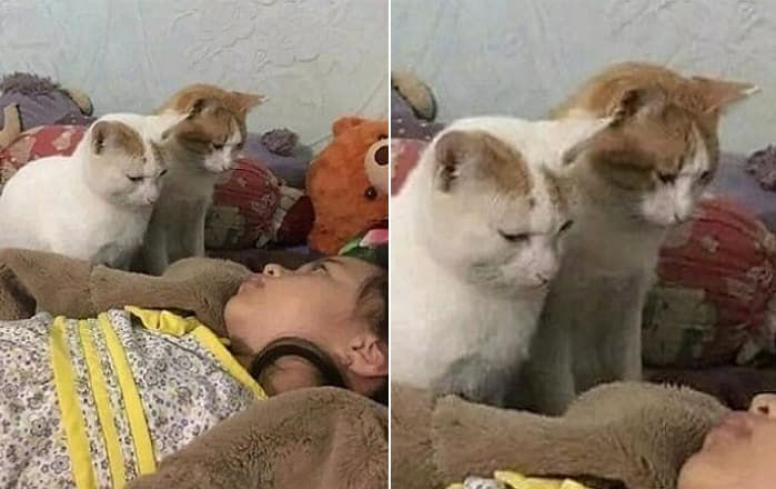 애니멀플래닛