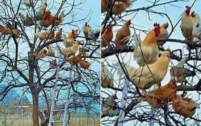 애니멀플래닛