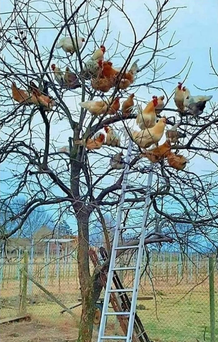 애니멀플래닛