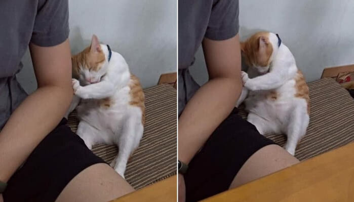 애니멀플래닛