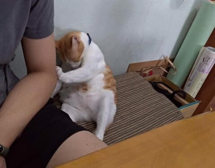 애니멀플래닛