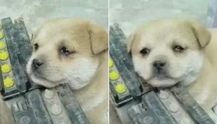 애니멀플래닛