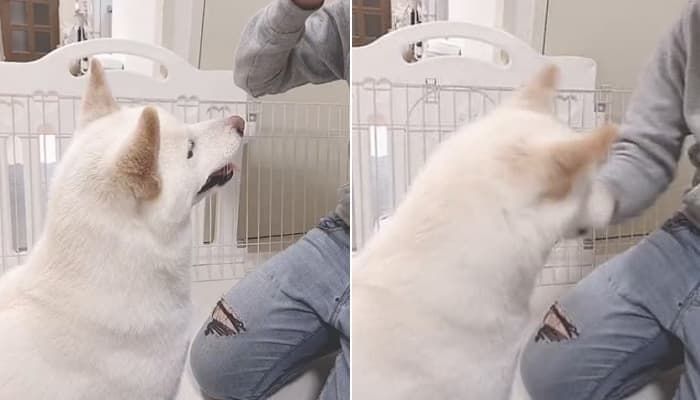 애니멀플래닛