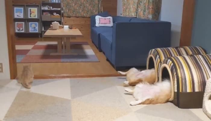 애니멀플래닛