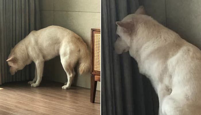 애니멀플래닛