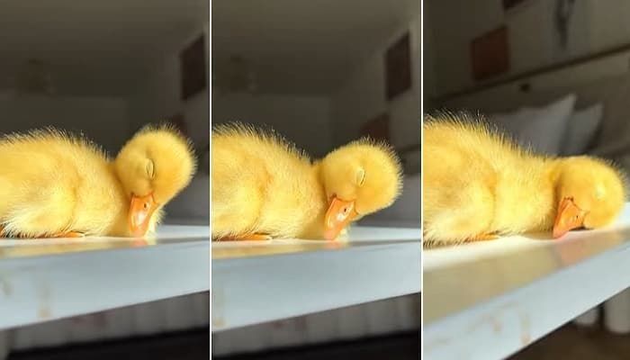 애니멀플래닛