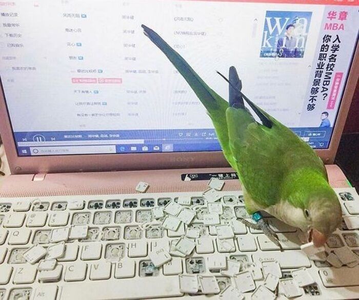 애니멀플래닛