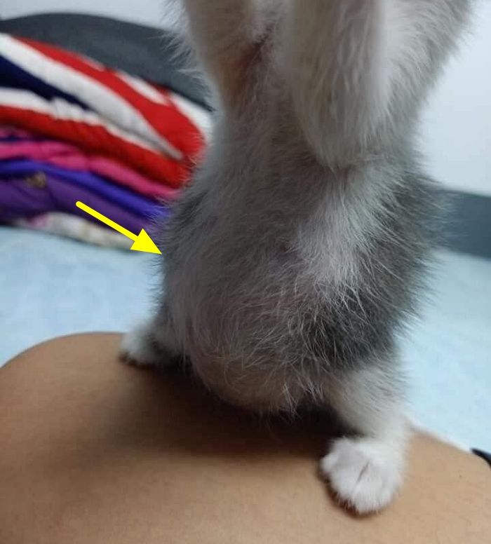 애니멀플래닛