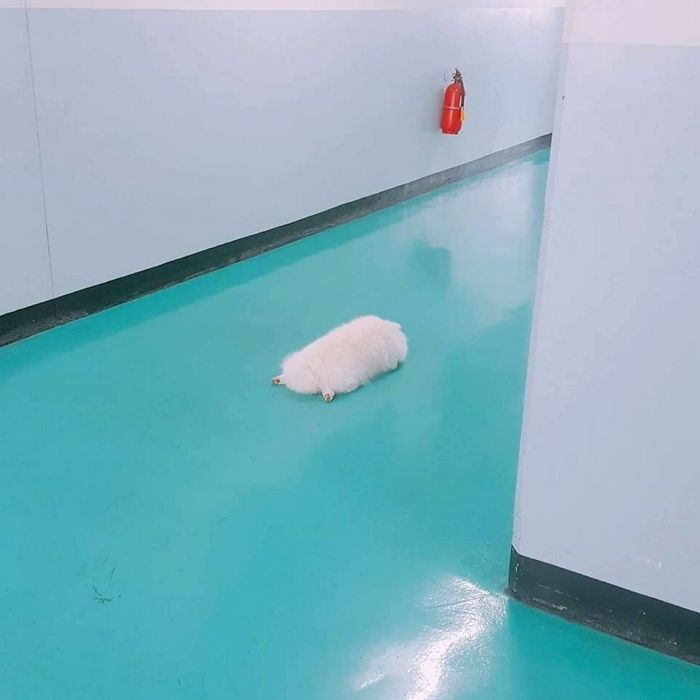 애니멀플래닛