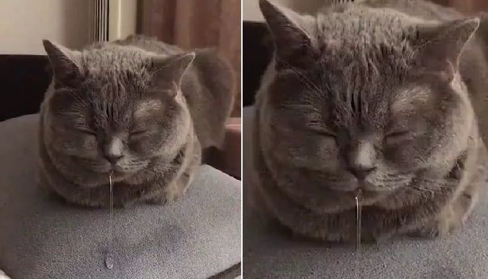애니멀플래닛