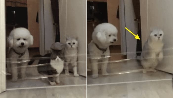 애니멀플래닛
