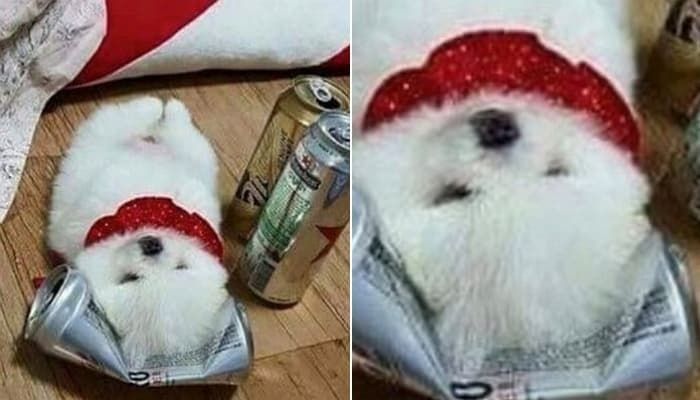애니멀플래닛