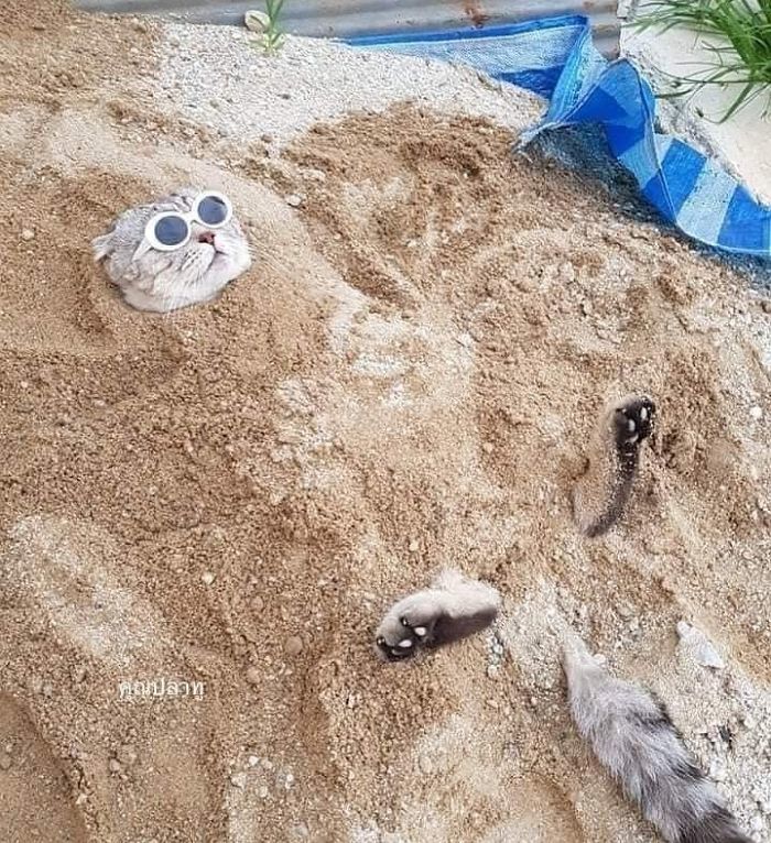 애니멀플래닛