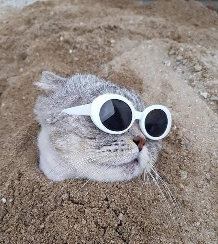 애니멀플래닛