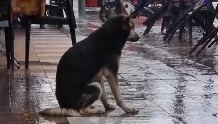 애니멀플래닛