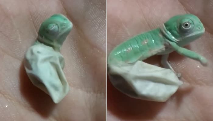애니멀플래닛