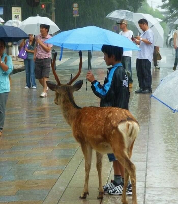 애니멀플래닛