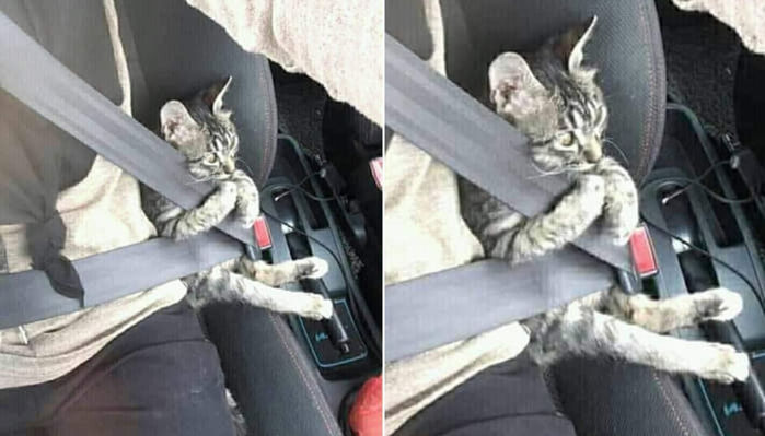 애니멀플래닛