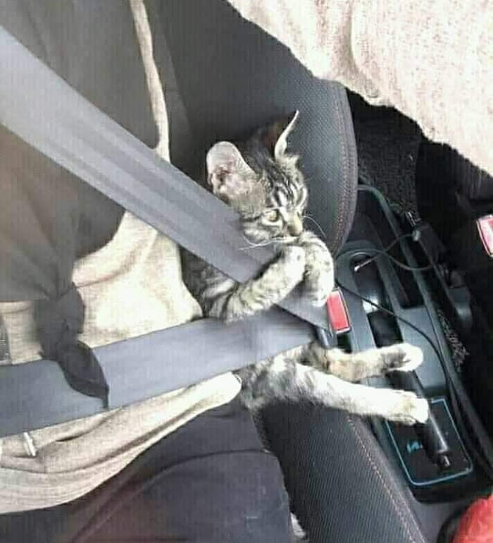 애니멀플래닛