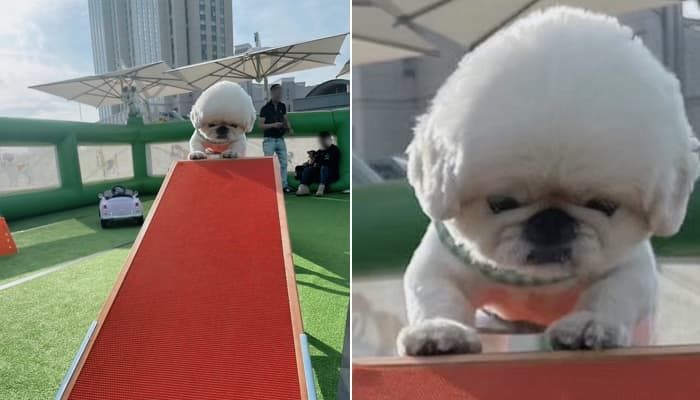애니멀플래닛