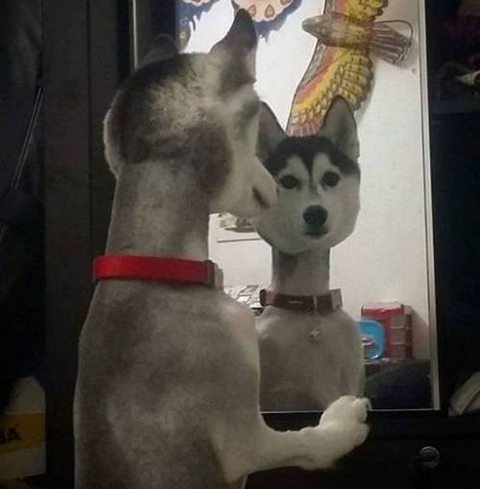 애니멀플래닛