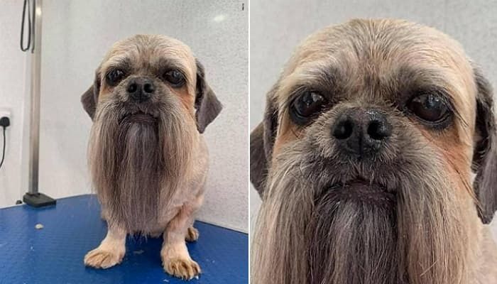 애니멀플래닛