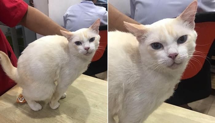 애니멀플래닛