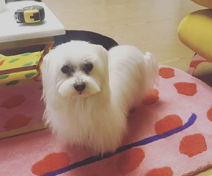 애니멀플래닛