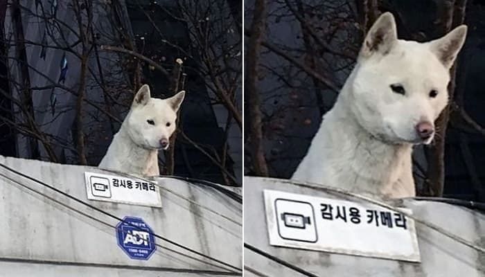 애니멀플래닛