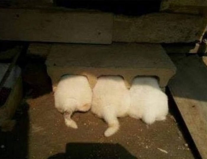 애니멀플래닛