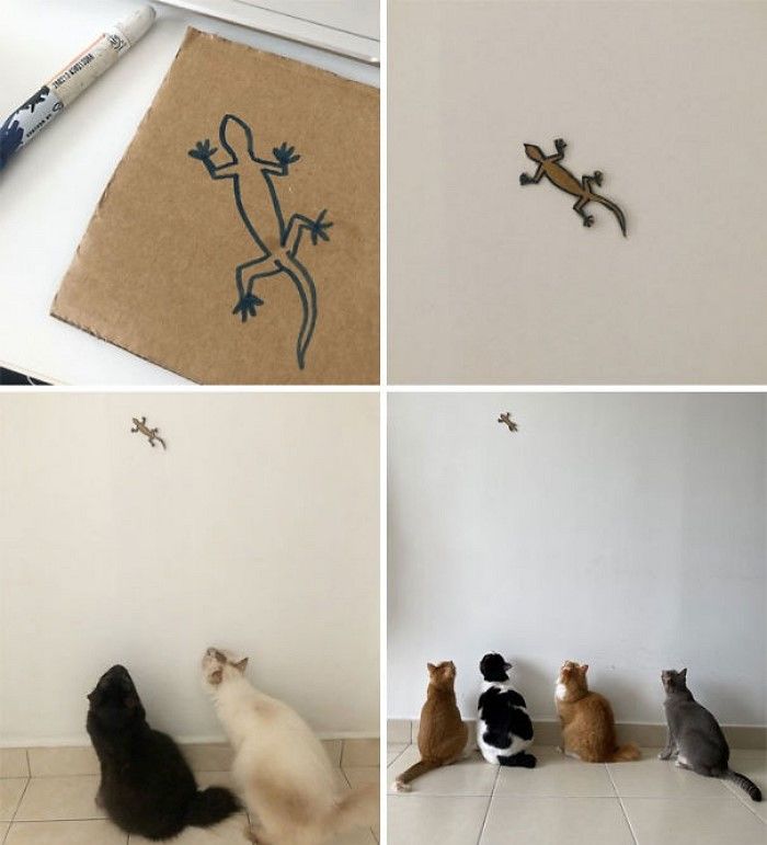 애니멀플래닛