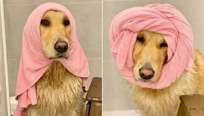 애니멀플래닛
