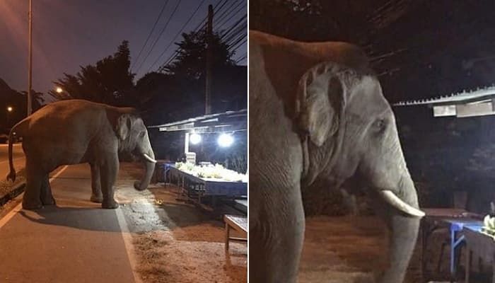 애니멀플래닛
