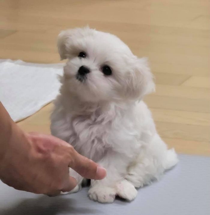 애니멀플래닛