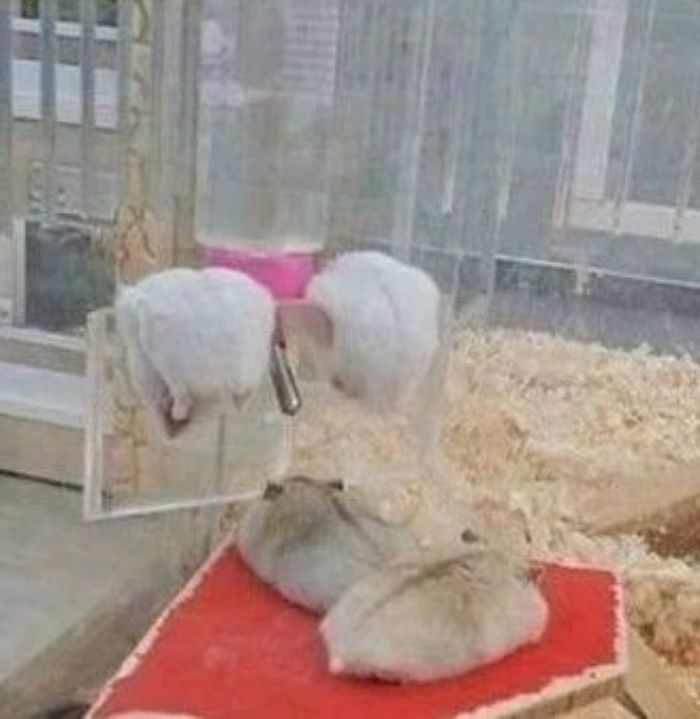 애니멀플래닛