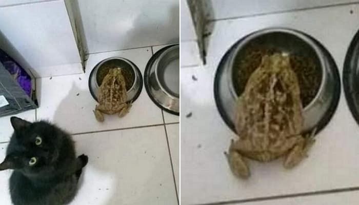 애니멀플래닛