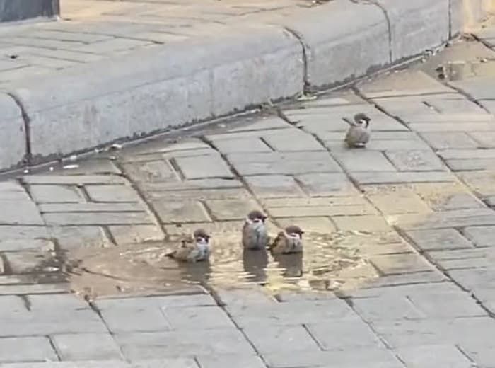 애니멀플래닛