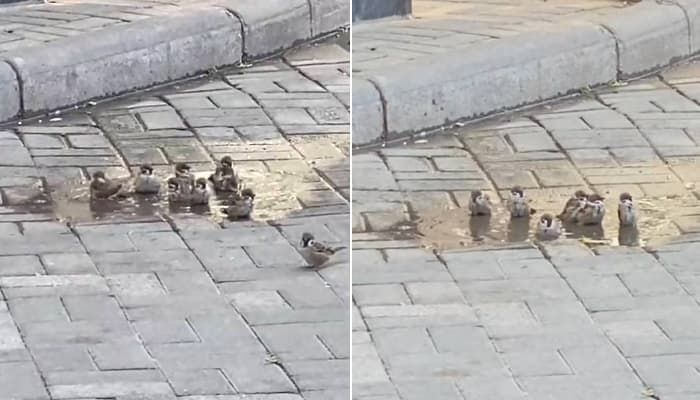 애니멀플래닛