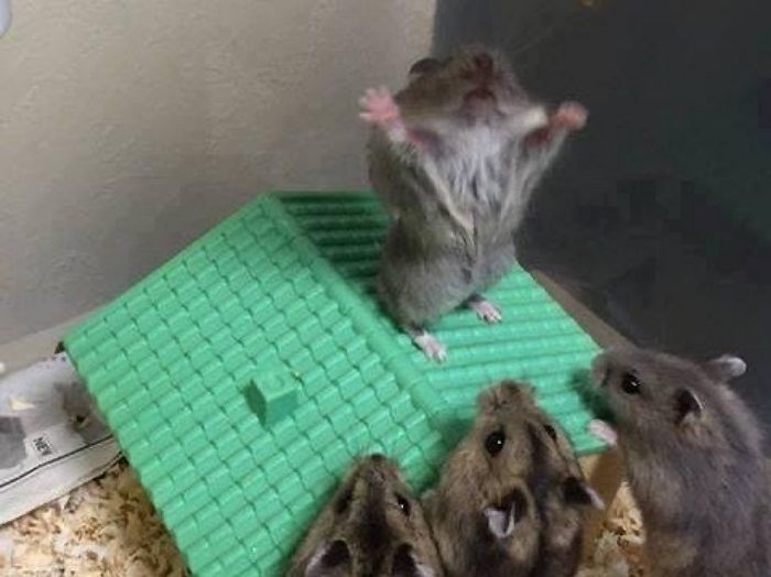 애니멀플래닛